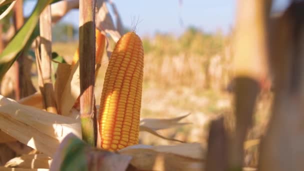 Closeup Yellow Dry Ripe Maize Corn Stalks Harvest Agricultural Cultivated — Stock Video
