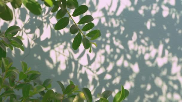 Green Leaf Blowing Wind Shadows Leaves White Wall Background — Stockvideo