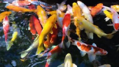 Güzel renkli koi balığı balığı balığı ya da suda yüzen ayna balığı, gölde süslü balık, yavaş çekim.