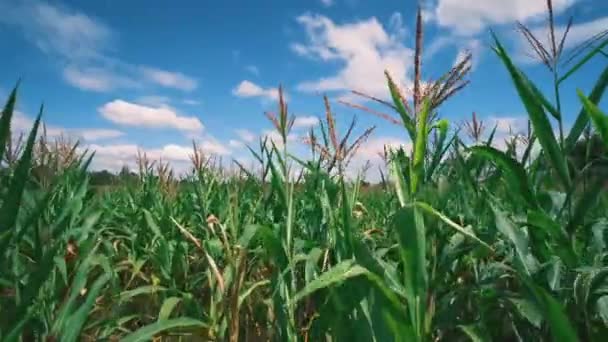Green Maize Corn Plant Agricultural Fields Blowing Wind Blue Sky — Vídeo de stock