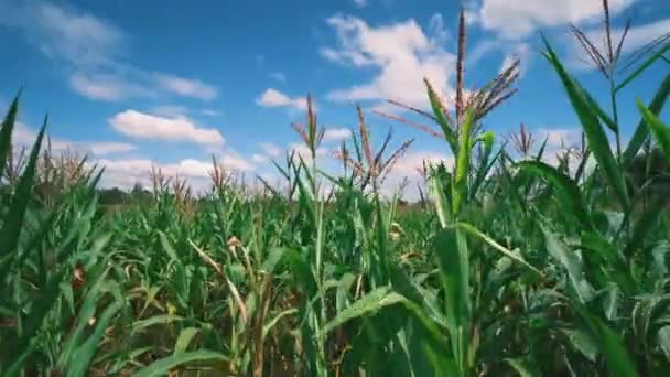 Green Maize Corn Plant Agricultural Fields Blowing Wind Blue Sky — Vídeo de Stock