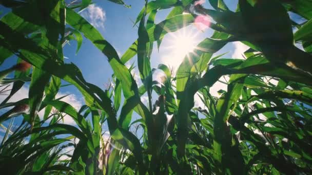 Maize Corn Agricultural Plantation Sun Shines Cereal Plant Animal Feed — Stock video