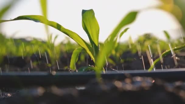 Watering Young Green Maize Corn Agricultural Garden Water Springer Evening — Vídeo de Stock