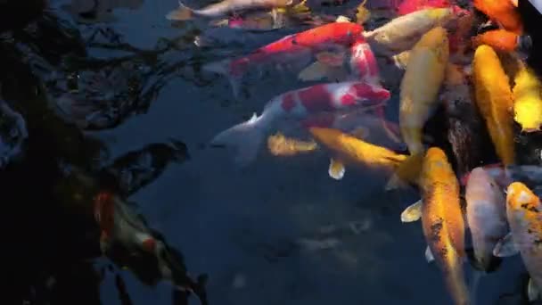 鯉の美しいカラフルなペット魚や水中で泳ぐミラー鯉魚 池の空想魚 スローモーションショット — ストック動画