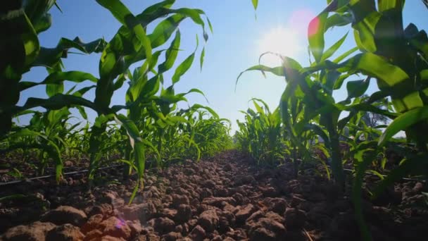 Green Young Maize Corn Cornfield Sun Shines Day Countryside Thailand — стоковое видео
