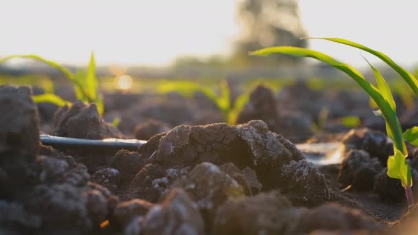Jeune Maïs Dans Plantation Agricole Avec Soleil Brille Plante Céréalière — Video