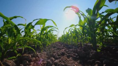Tayland 'ın kırsal kesimlerinde gün ışığında parlayan mısır tarlasında yeşil mısır, tarım endüstrisi, düşük açılı ve kaygan bebek.