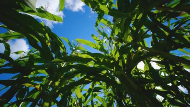 Maize Corn Agricultural Plantation Sun Shines Cereal Plant Animal Feed — Vídeo de Stock
