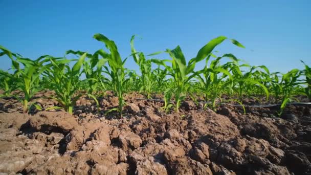 Green Young Maize Corn Cornfield Blue Sky Countryside Thailand Animal — Video Stock