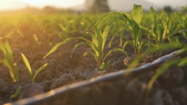 Νεαρό Καλαμπόκι Καλαμπόκι Φυτό Φυτεία Καλαμποκιού Τον Ήλιο Λάμπει Βράδυ — Αρχείο Βίντεο