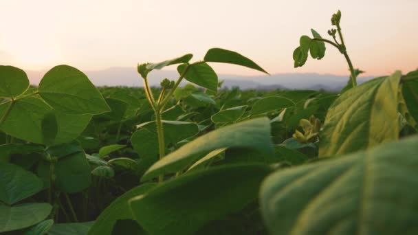 Green Bean Field Agricultural Garden Evening Light Shines Sunset Slider — Stock video