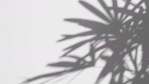 Κίνηση Του Φύλλου Φοίνικα Σκιά Στον Άνεμο Πνέει Επικάλυψη Λευκό — Αρχείο Βίντεο