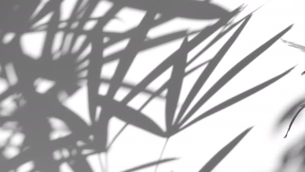 白い壁の背景にオーバーレイを吹いて風に影のヤシの葉の動き 概念夏 — ストック動画