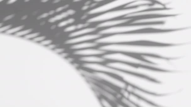 白い壁の背景にオーバーレイを吹いて風に影のヤシの葉の動き 概念夏 — ストック動画