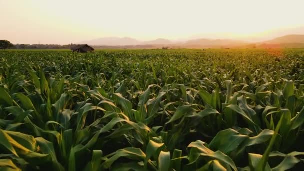 Вид Воздуха Над Кукурузным Полем Вечернее Время Свет Светит Закат — стоковое видео