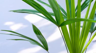 Lady Palm veya Bambu palmiyesi, rüzgar yeşil palmiye yaprağı emiyor ve beyaz duvar arka planında gölgeler, ev bitkisi, süs bitkileri toksinleri emiyor