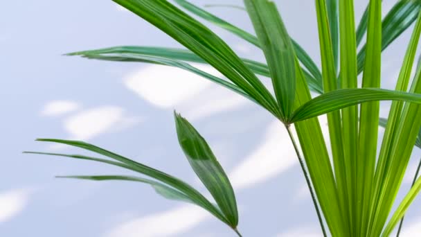 Lady Palm Nebo Bambusová Dlaň Vítr Vanoucí Zelené Palmové Listy — Stock video