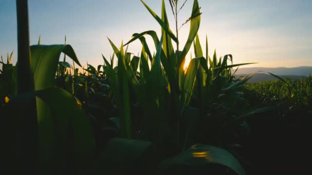Grüner Mais Plantagenmaisfeld Abend Und Bei Sonnenuntergang Feldfrüchte Der Landwirtschaft — Stockvideo