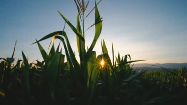 Akşamları mısır tarlasında ve gün batımında yeşil mısır, tarımda mahsul, tarım endüstrisinde hayvan yemi, turna çekimlerinde ve kamerada.