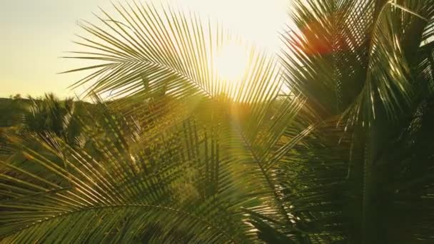 Kokoslöv Vinden Med Sol Skiner Kvällen Sommar Bakgrund Begrepp — Stockvideo