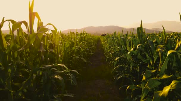 从相机的角度来看农民在黄昏和黄昏时走过农场种植的绿色玉米 谷类植物 饲料农业 — 图库视频影像