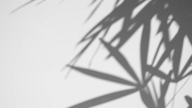 Beyaz beton duvar dokusu üzerine gölge palmiye yaprağı kaplaması, yaz konsepti