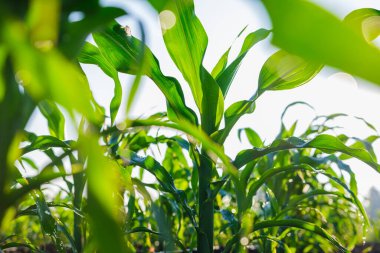 Genç yeşil mısır tarlasında mısır, sabah çiğ taneleriyle sulanır. Hayvan yemi tarım endüstrisi, düşük açılı çekim.