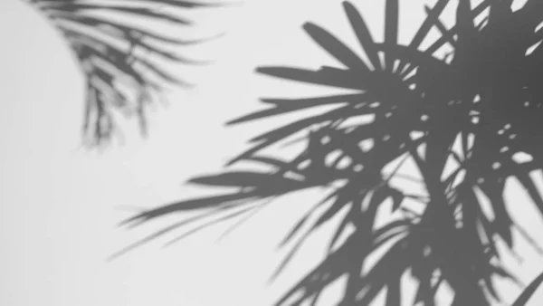 Тіні Пальмовий Лист Накладається Білий Бетонний Фон Текстури Стін Літня — стокове фото