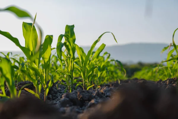 Majs Majs Fröplanta Jordbruket Plantering Kvällen Unga Gröna Spannmål Växt — Stockfoto