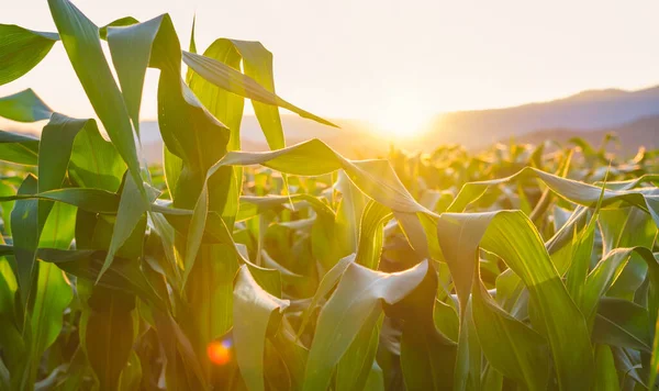 Milho Milho Plantio Agrícola Com Pôr Sol Planta Cereais Ração — Fotografia de Stock