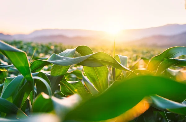Maïs Gewassen Landbouw Aanplant Met Zonsondergang Graangewassen Veevoeder Landbouw Industrie — Stockfoto