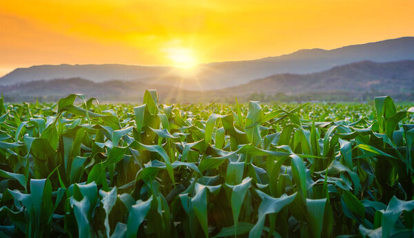 кукурузные культуры на сельскохозяйственных плантациях с закатом солнца, зерновые растения, животноводство