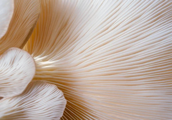 makro Sajor-caju mantar bitkileri. Fikir tasarımı desen konseptini kullanarak doğal ya da duvar kağıdı, doğada güzel, soyut doğa arkaplanı