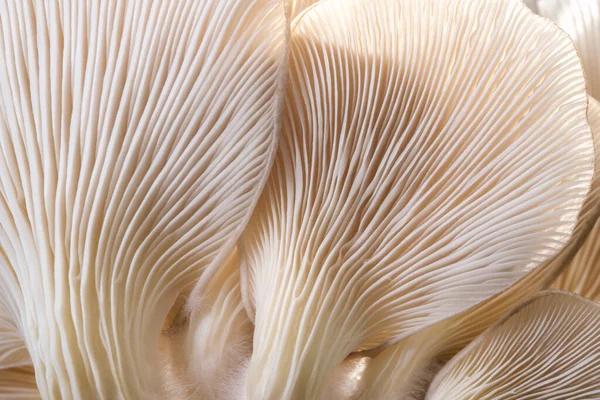 makro Sajor-caju mantar bitkileri. Fikir tasarımı desen konseptini kullanarak doğal ya da duvar kağıdı, doğada güzel, soyut doğa arkaplanı