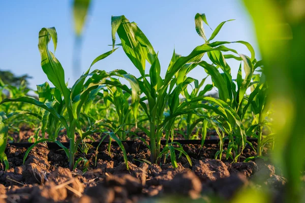 Jeune Maïs Vert Dans Champ Maïs Agricole Wets Avec Rosée — Photo