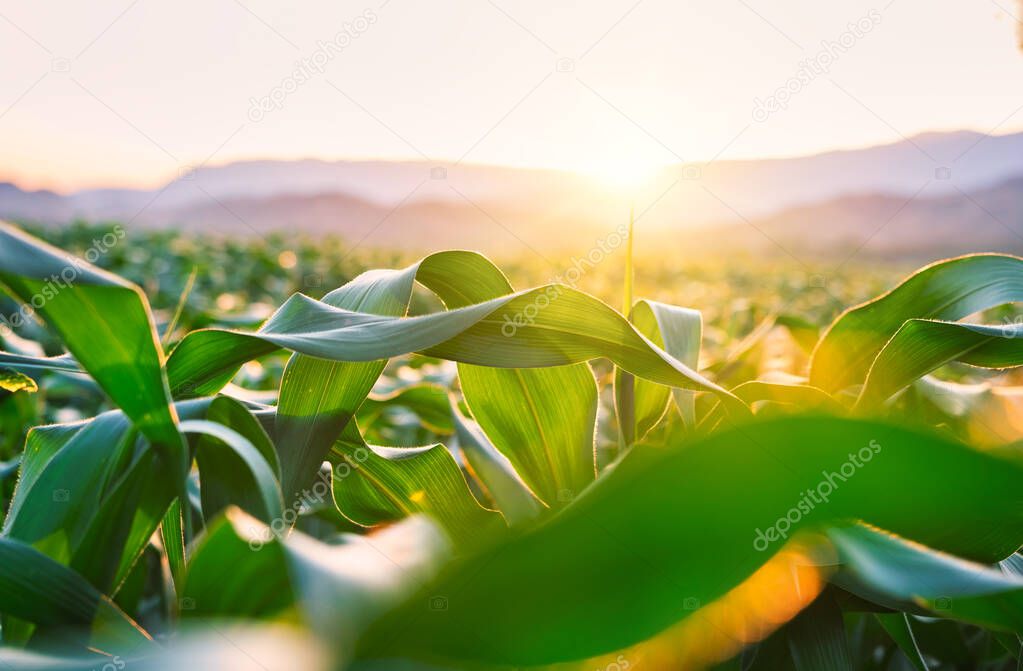 maize corn crops in agricultural plantation with the sunset, cereal plant, animal feed agricultural industry