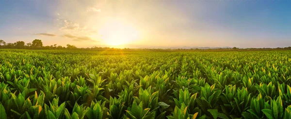 Paisaje Vista Panorámica Los Campos Tabaco Atardecer Campo Tailandia Cultivos — Foto de Stock