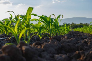Genç yeşil mısır tarlasında tarımsal mısır, tarım, hayvan yemi tarım endüstrisi, düşük açı