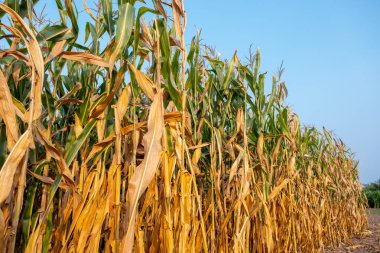 Tarım tarlalarında hasat için olgunlaşmış mısır mavi gökyüzü, tarım, hayvan yemi tarım endüstrisi.