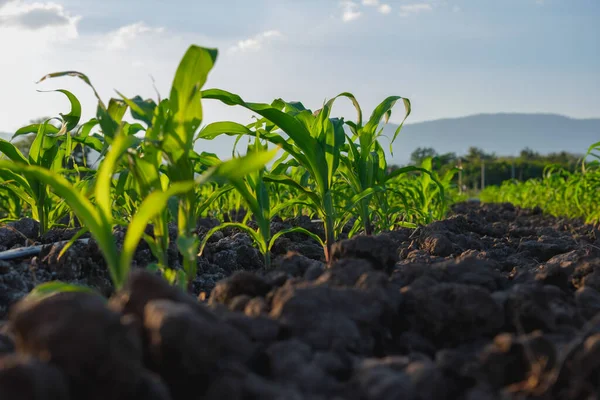 Ung Grön Majs Jordbruket Majsfält Agronomi Djurfoder Jordbruksindustri Låg Vinkel — Stockfoto