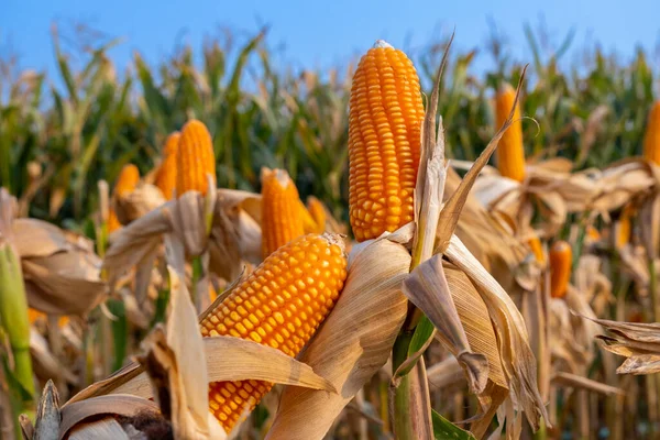 Sárga Érett Kukorica Szárak Betakarítás Céljából Mezőgazdasági Művelt Területen Nap — Stock Fotó