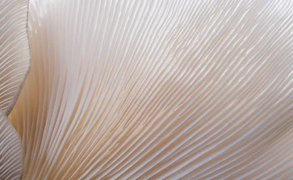 Рослини Грибів Макросаїр Чаю Використання Концепції Дизайну Текстури Природні Або — стокове фото