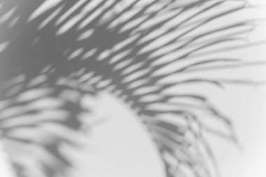 Beyaz duvar dokusu arka planında gölge palmiye yaprağı bulanıklığı