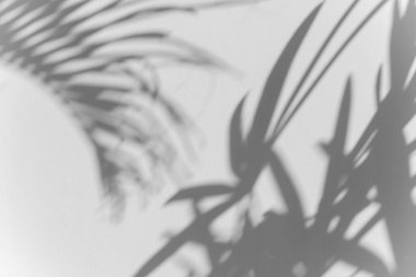 gölge palmiye yaprağı bulanıklığı beyaz duvar dokusu arka plan, yaz konsepti, beyaz ve siyah, doğadaki güzellik