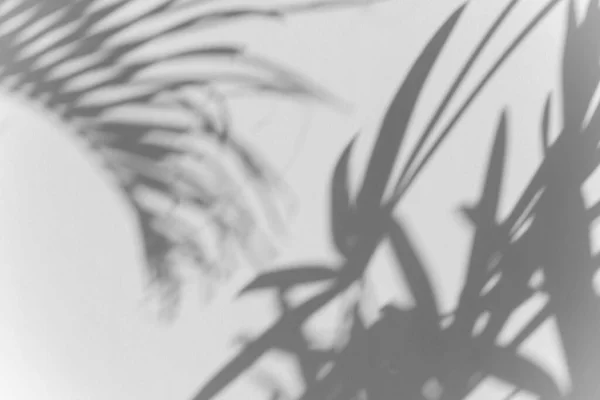 阴影棕榈叶模糊覆盖在白墙纹理背景 夏季概念 白色和黑色 美丽的自然 — 图库照片