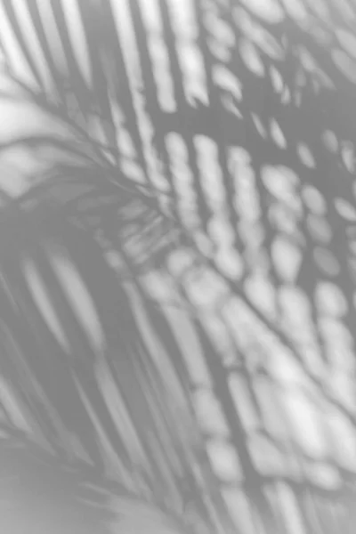 Тени Пальмовый Лист Накладывается Белой Стене Текстуры Фона Летняя Концепция — стоковое фото