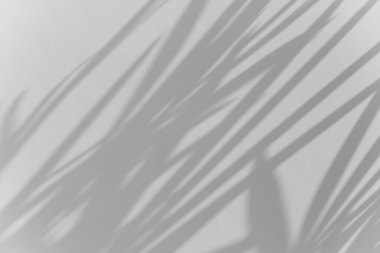 Beyaz duvar dokusu arka planında gölge palmiye yaprağı bulanıklığı