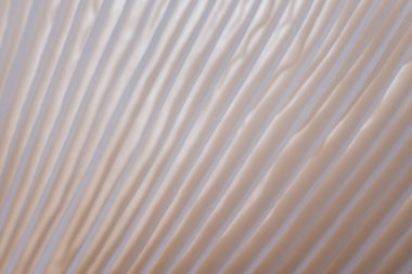 makro Sajor-caju mantar bitkileri. Fikir tasarımı desen konseptini kullanarak doğal ya da duvar kağıdı, doğada güzel, soyut doğa arkaplanı