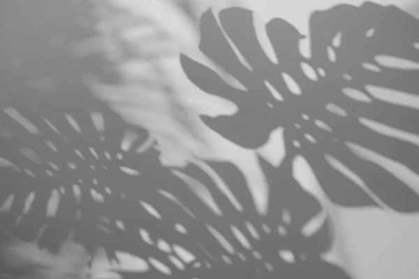 Сіра Тінь Monstera Leaf Накладка Білому Тлі Стіни Концепції Літа — стокове фото