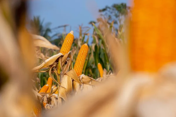 Betakarításra Kész Mezőgazdasági Ültetvényen Szárított Kukoricatermés Sárga Száraz Érett Füle — Stock Fotó